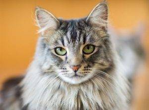 Read on to learn more about these beautiful felines