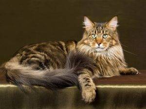 Another large cat breed is the Maine Coon
