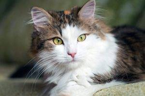 Although its difficult to find rare domestic cat breeds